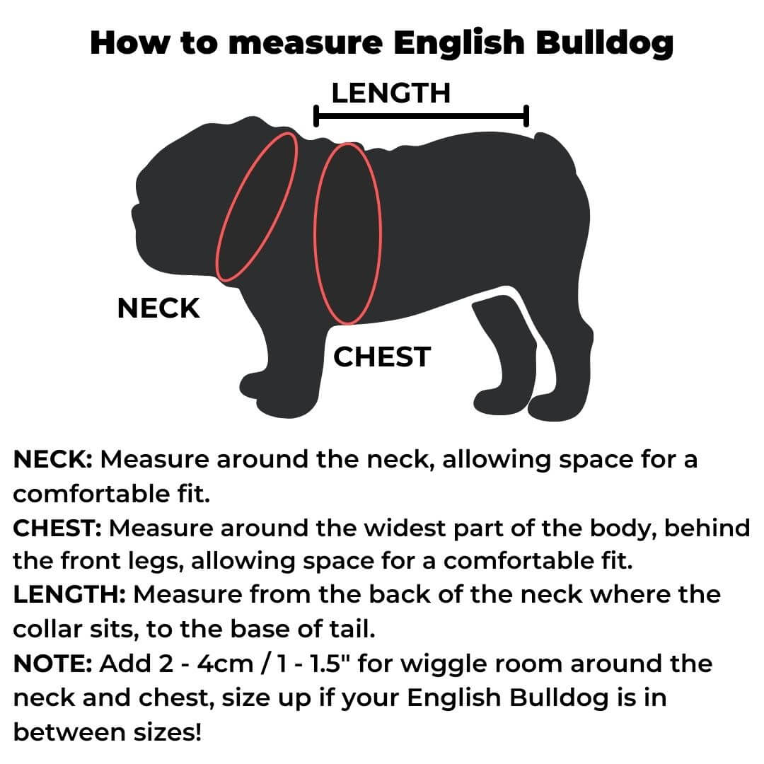 english bulldog size guide
