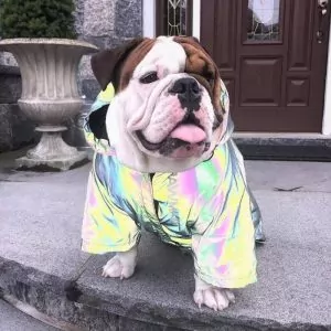 English bulldog items hotsell