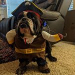 english bulldog shop pirate halloween costume