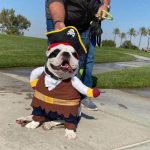 english bulldog shop pirate halloween costume