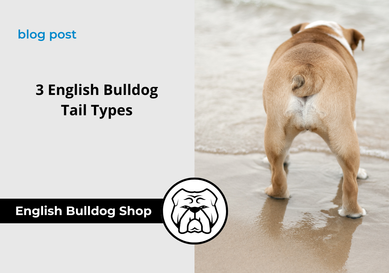 english bulldog tail english bulldog shop