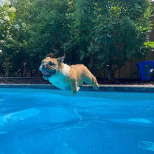 bulldogs cant swim english british bulldog shop blog 