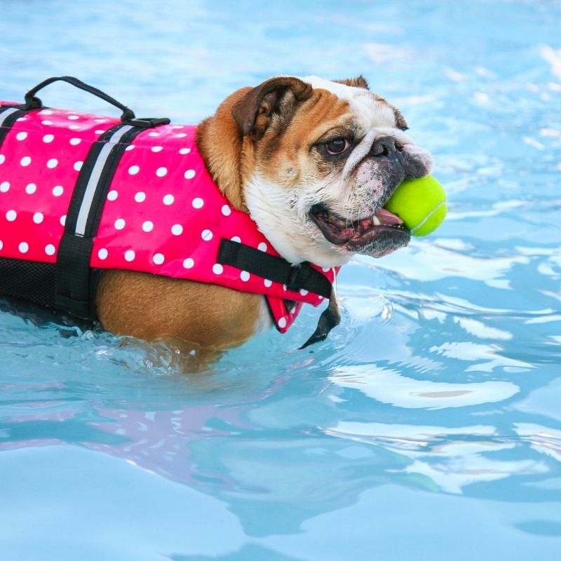 can english bulldogs swim