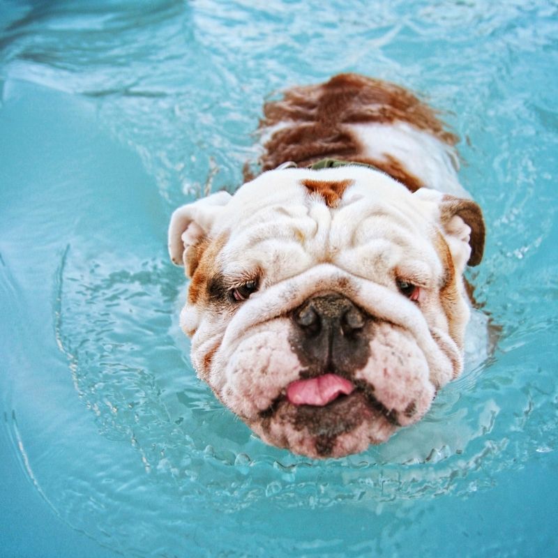 can english bulldogs swim