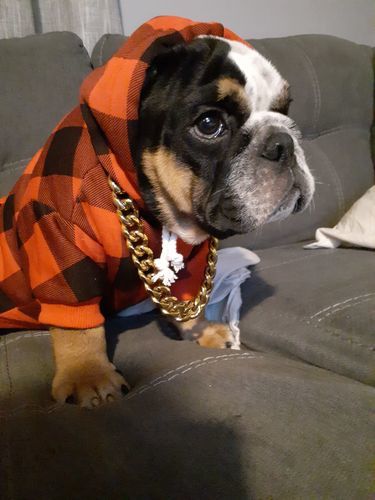 english bulldog shop gold dog link dog gold chain collar