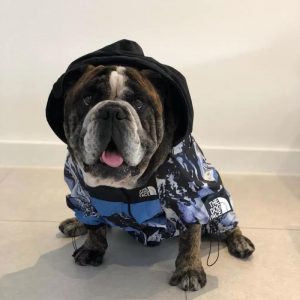 English Bulldog Shop Place where you can find everything for Bulldogs