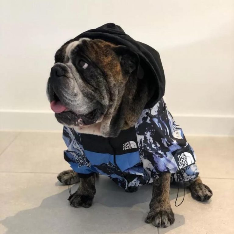 English Bulldog Shop | Place where you can find everything for Bulldogs