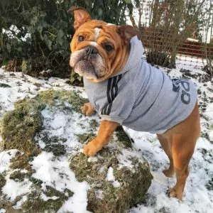 Adidog Dog Hoodie Classic English Bulldog Hoodies