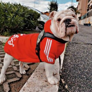 english bulldog shop adidog dog hoodie