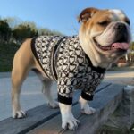 english bulldog shop christian dog sweater