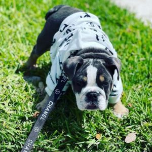 english bulldog shop coco designer dog hoodie