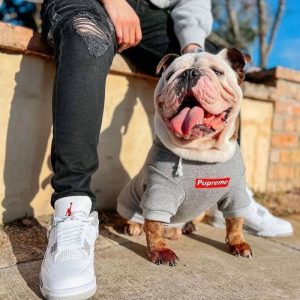 english bulldog shop the pupreme grey hoodie