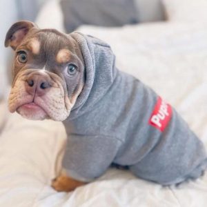 english bulldog shop the pupreme grey hoodie