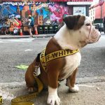 english bulldog shop woof harness Leash
