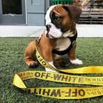 english bulldog shop woof harness Leash