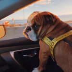 english bulldog shop woof harness Leash