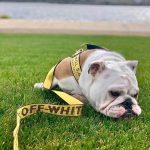 Woof X Harness & Leash - Image 2