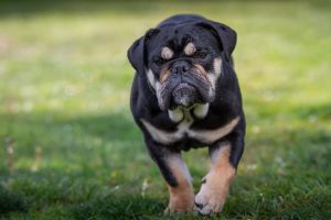english bulldog standard rare color