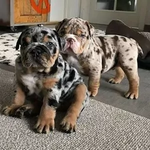 english bulldog standard rare color