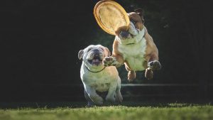 english bulldog shop are english bulldogs strong