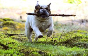 english bulldog shop are english bulldogs strong