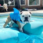 english bulldog shop english bulldog shark vest