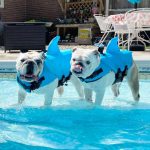 english bulldog shop english bulldog shark vest