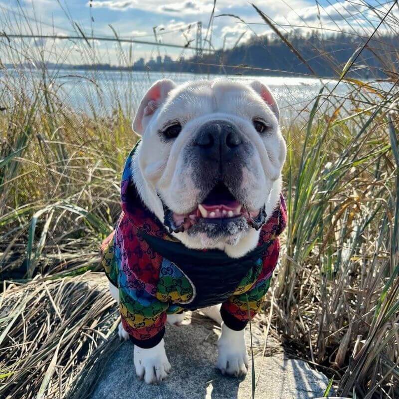 english bulldog shop rainbow print dog jacket