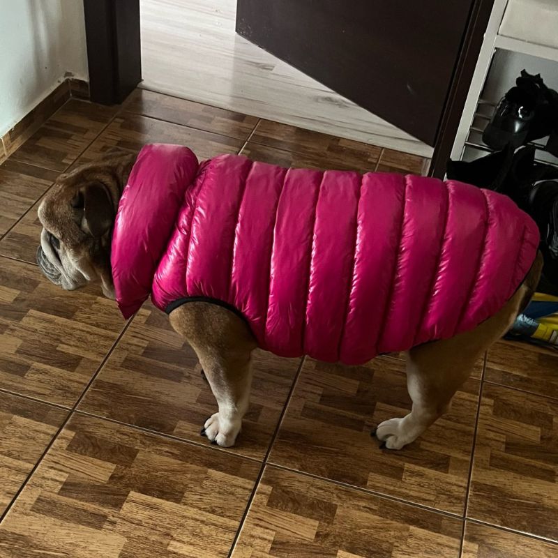 english bulldog shop reversible winter jacket