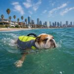 english bulldog shop life swimming vest