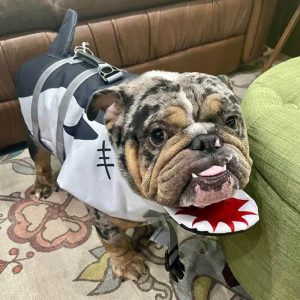 shark english bulldog life jacket