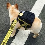 english bulldog backpack harness