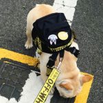 english bulldog backpack harness