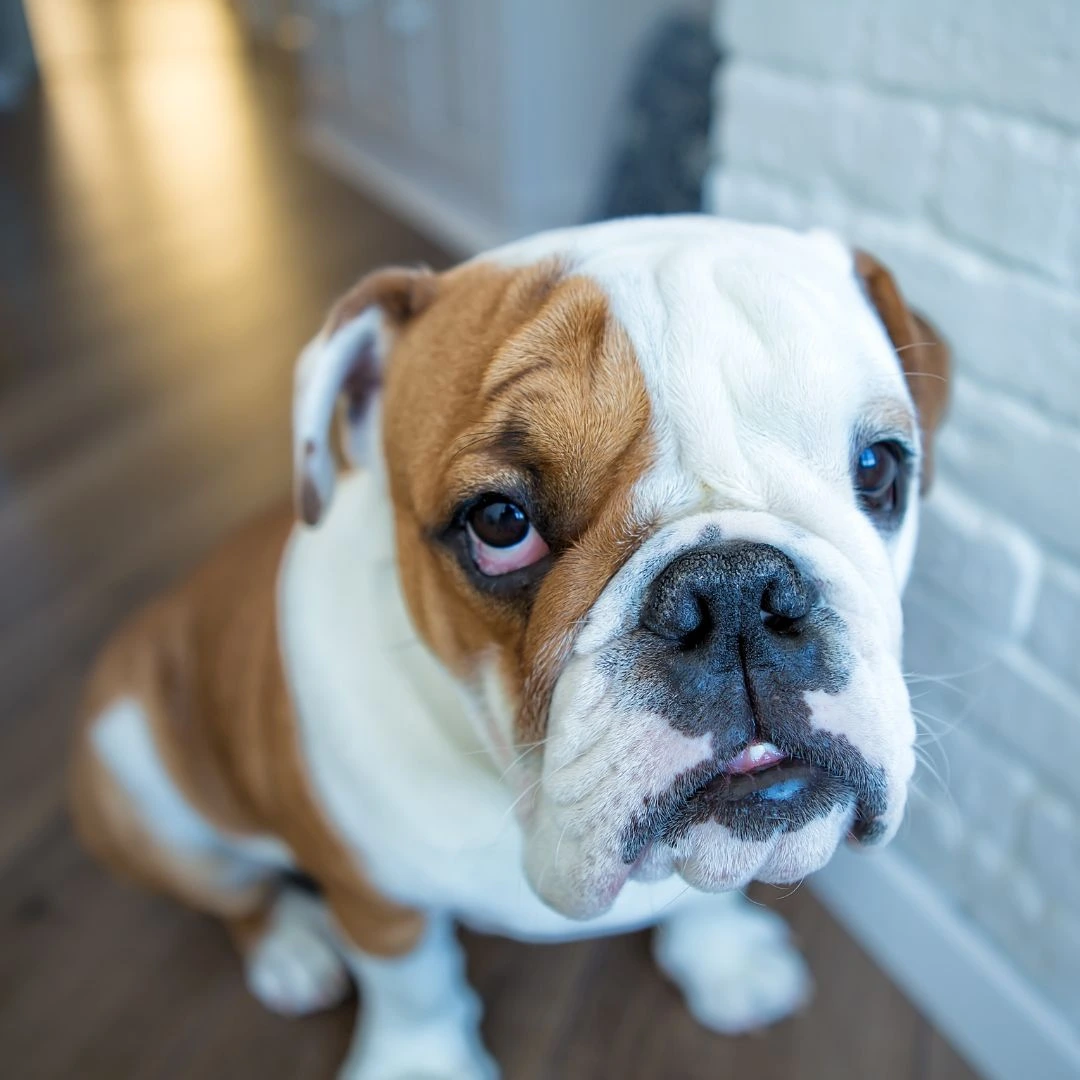 english bulldog shop uncovering all of the temperament and personality traits of english bulldogs