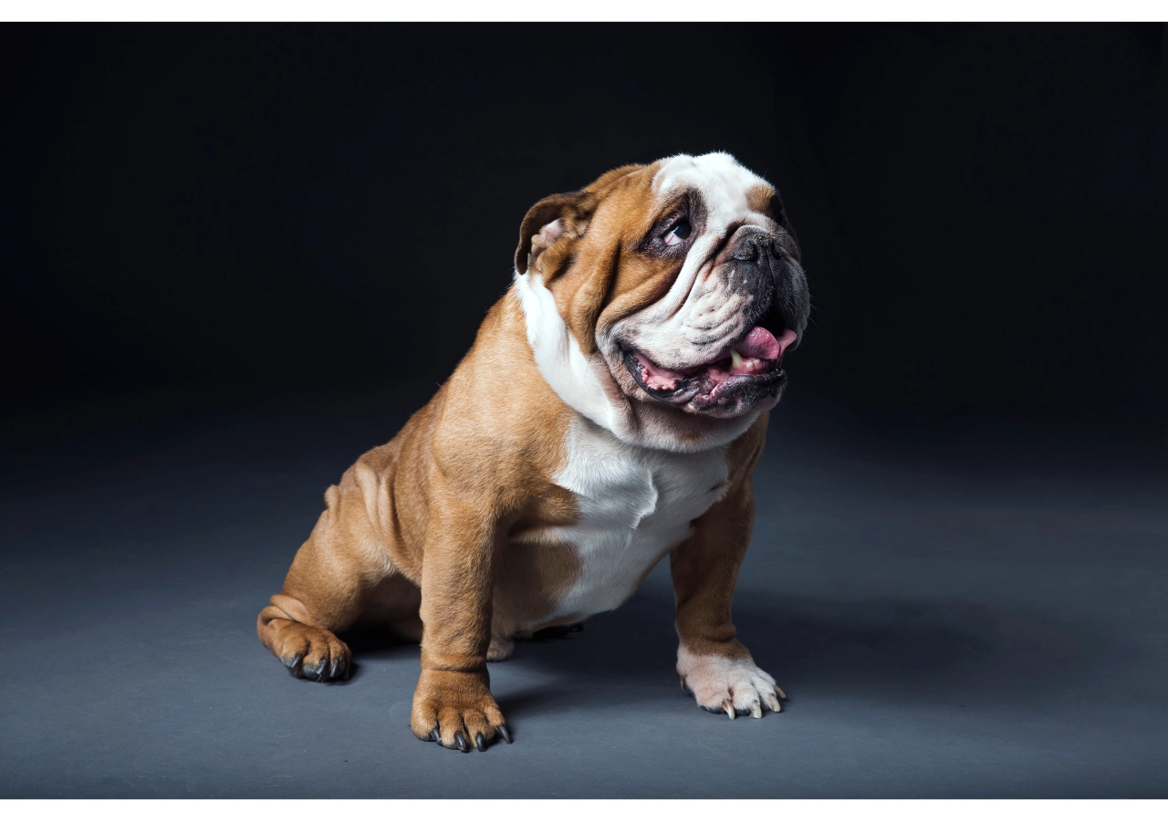 english bulldog shop amazing fun facts about dachshunds and bulldogs
