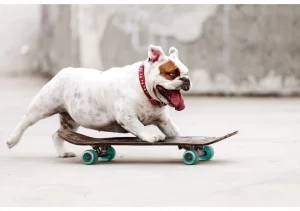 english bulldog shop bulldog and dachshund mix