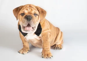 English bulldog shop Bulldog breeds - how many are there
