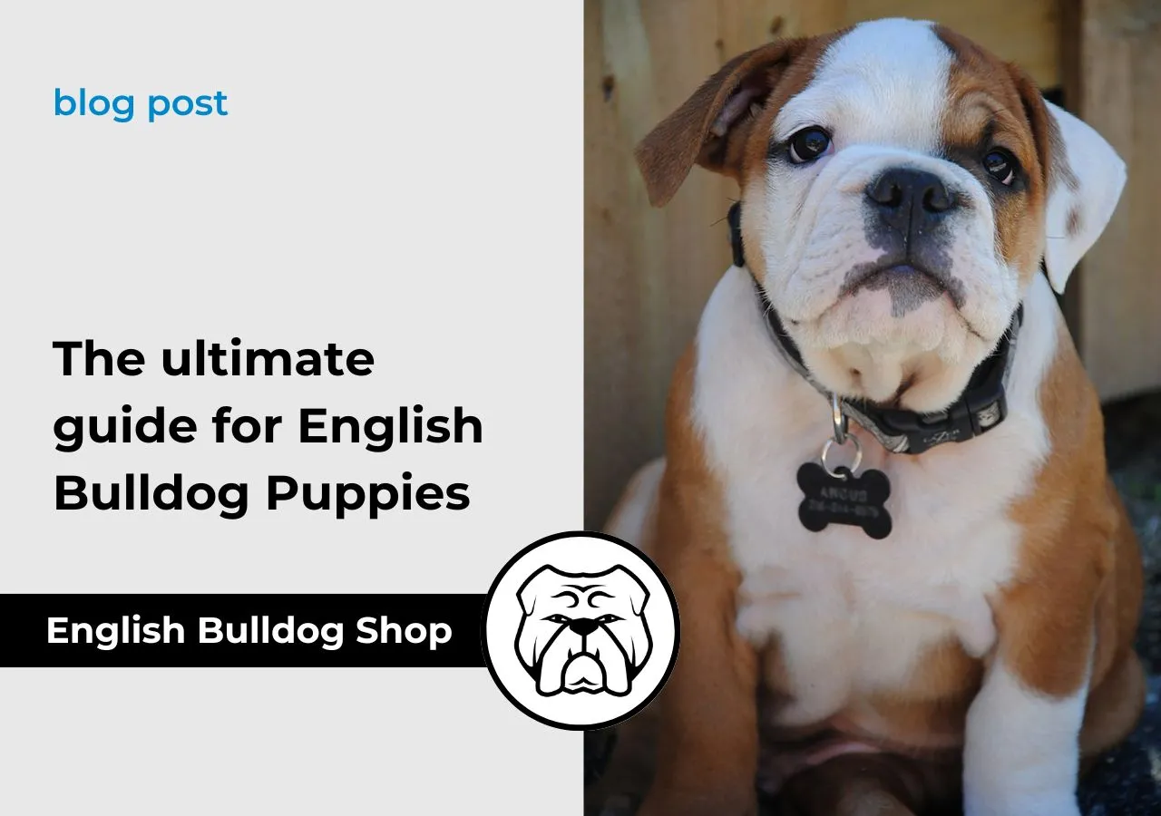 British Bulldog, The Dog Blog