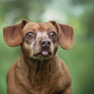 bulldog and dachshund mix english bulldog shop