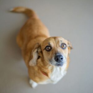 bulldog and dachshund mix english bulldog shop
