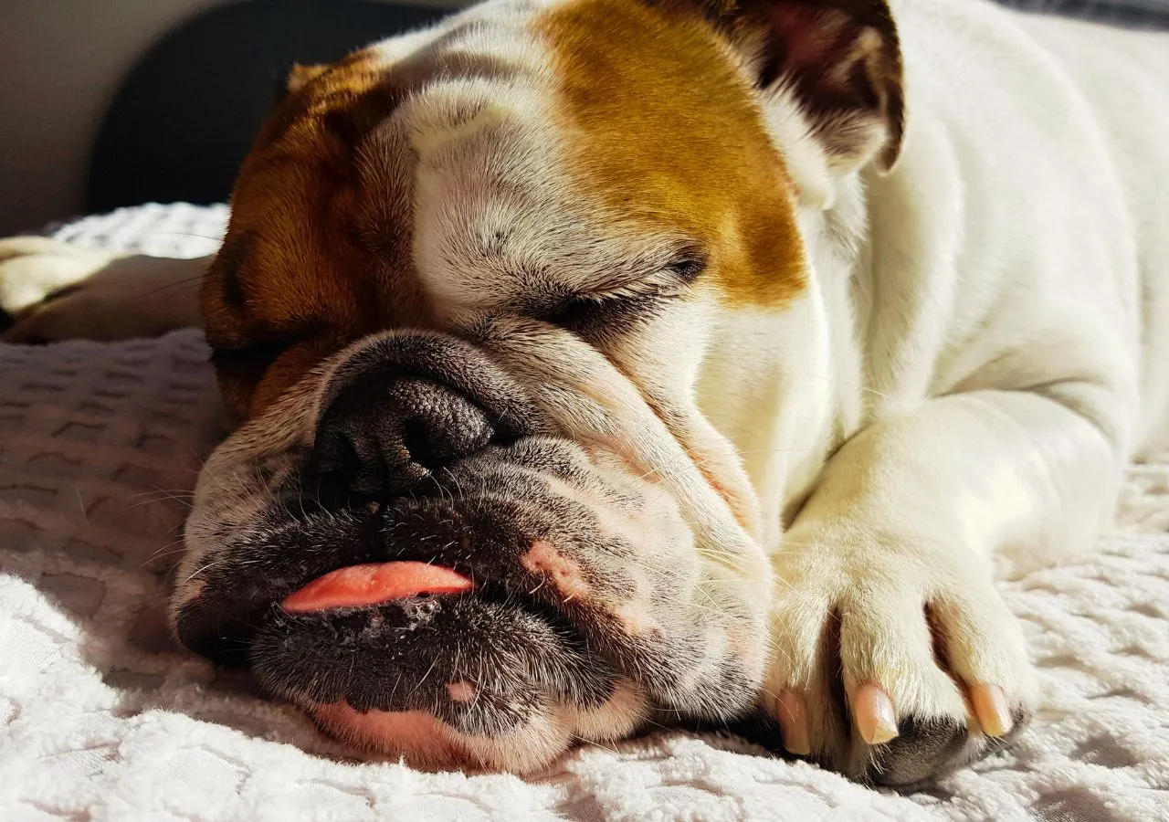 English Bulldog shop the ultimate guide for English puppies