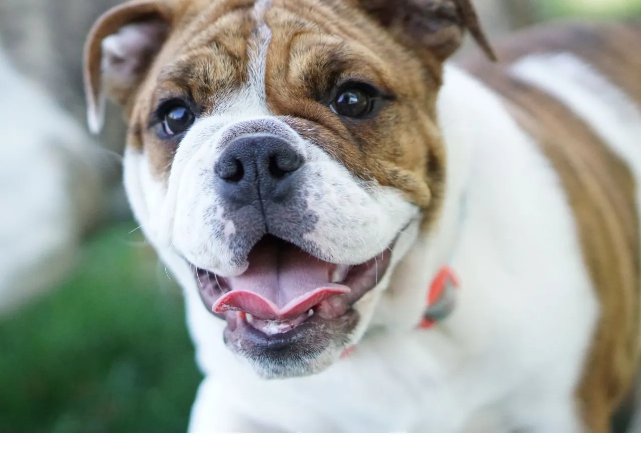 English Bulldog shop the ultimate guide for English puppies