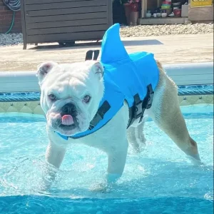 english bulldog shop shark life jacket