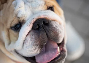 English Bulldog shop How to Care for English Bulldogs' Wrinkles and Folds