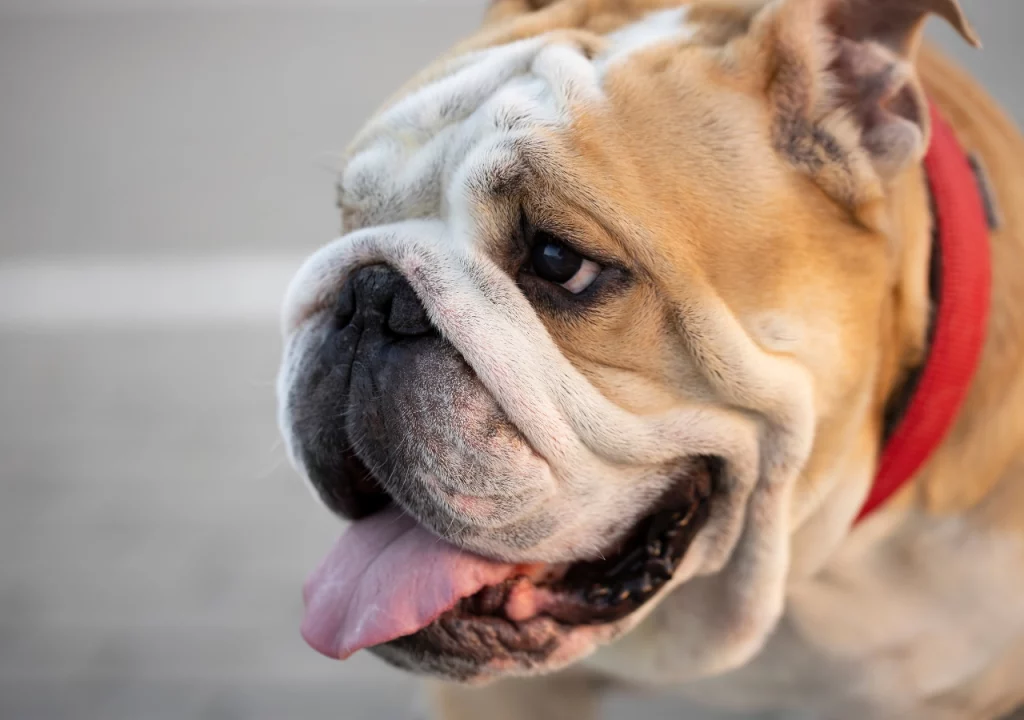 English Bulldog shop How to Care for English Bulldogs' Wrinkles and Folds