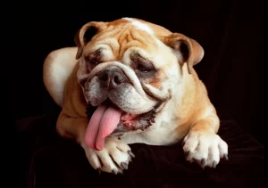 English Bulldog shop How to Care for English Bulldogs' Wrinkles and Folds