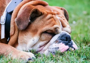 English bulldog shop why do english bulldogs sleep so much?