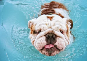 English bulldog shop How to make your English bulldog cleaning routine a piece of cake?