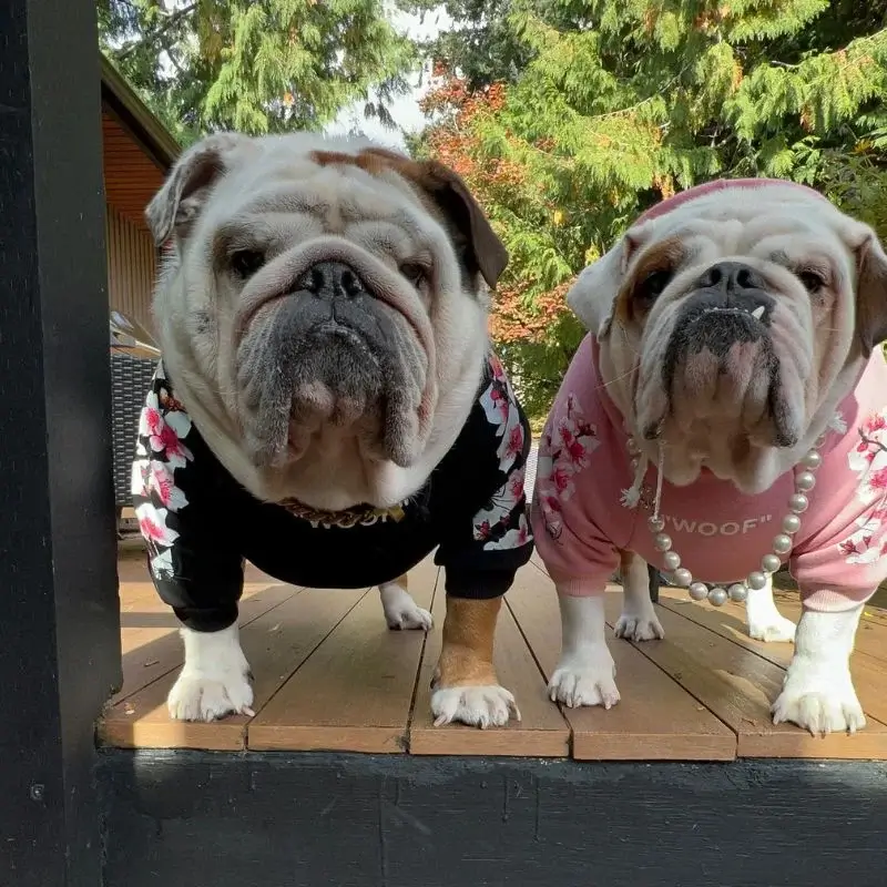 english bulldog shop woof hoodies