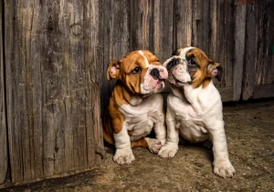 English bulldog shop English Bulldogs and other pets - do they get along?